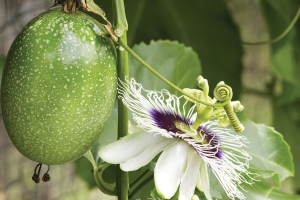 Nine Fruiting Trees and Plants for the Florida Home