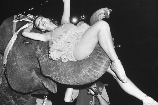 The Strange, Spectacular, Sad Story of The Ringling Bros. Elephant Polka