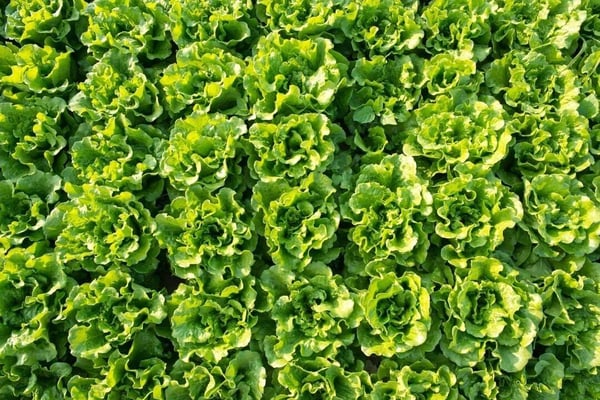 How to Find Whats in Season in Florida