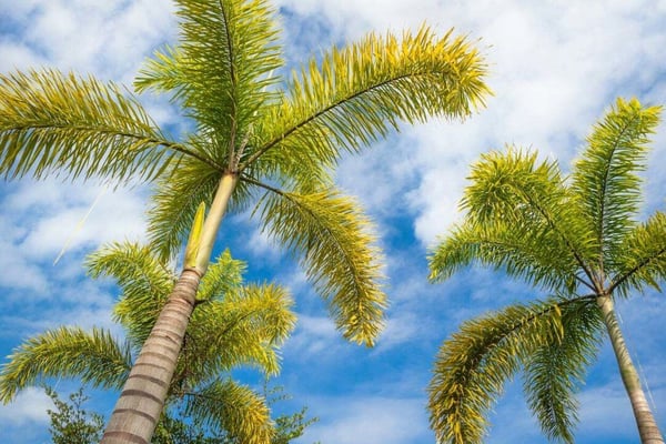 Choosing the Best Palm Trees for Southwest Florida Landscaping Comparing Aesthetics, Cost and Care 