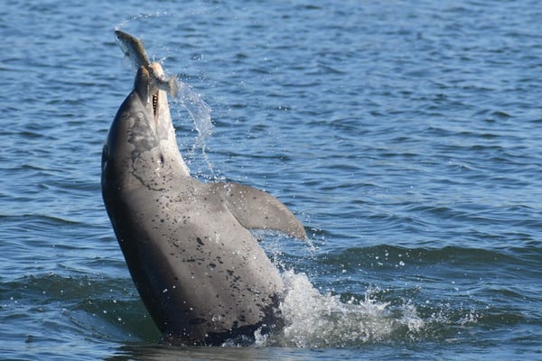 Randy and the Dolphins