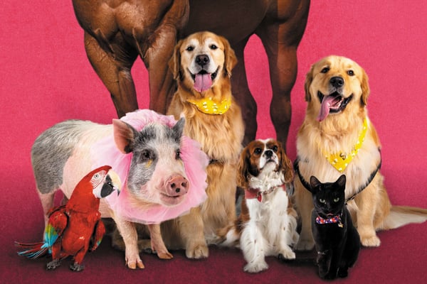 Therapy Animals Come in All Shapes and Sizes