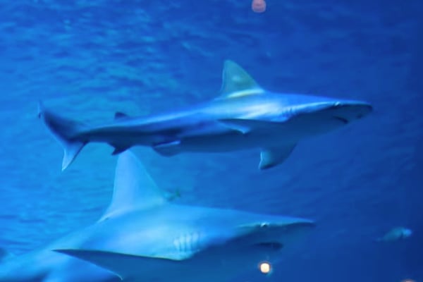 Motes New Science Education Aquarium Is Open