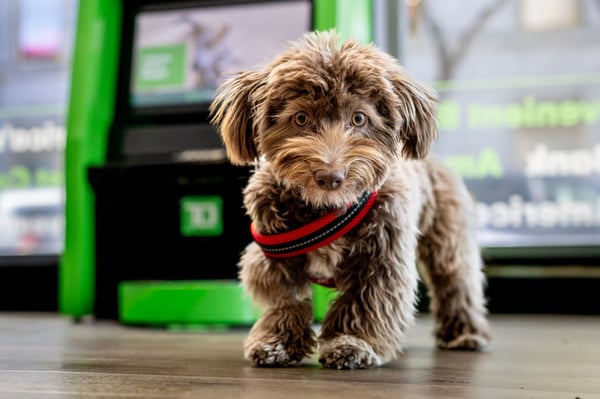 Sarasota Gets an ATM—for Dogs
