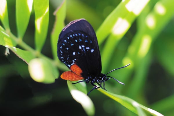 Against All Odds, Florida’s Iridescent Atala Butterfly Makes a Triumphant Comeback