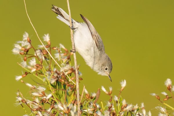 It’s Peak Birding Season Look for These Migrating Lifer Birds Making a Stop in Sarasota
