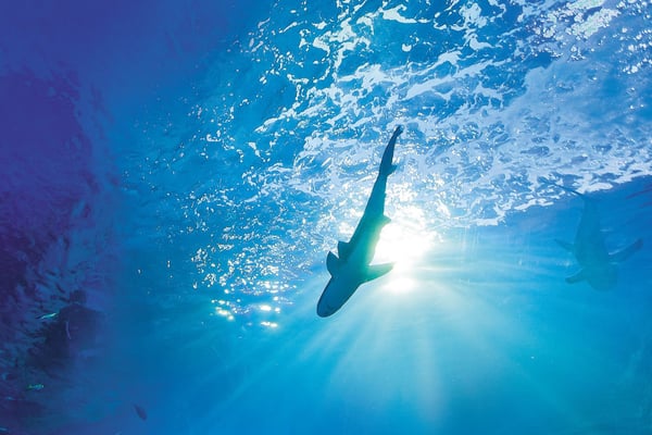 Inside the New Mote SEA