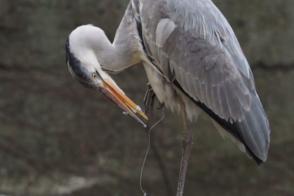 How One Enchanting Night Helps Florida’s Wild Birds Take Flight