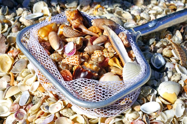 The Sarasota Shell Clubs Annual Show Happens in February