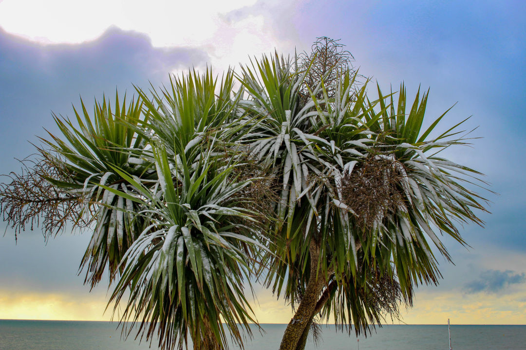 This Weekend Is Going to Be Real Cold in Sarasota and Manatee Counties