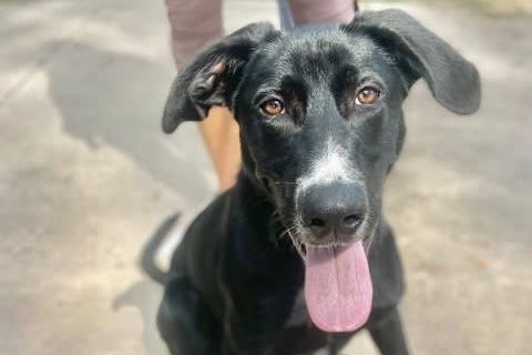 Sarasota Rescue Dog Trains to Protect Endangered Sea Turtle Nests in Texas