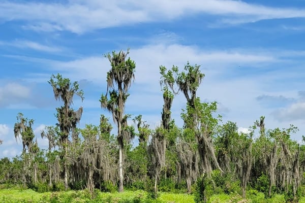 Naturally Sarasota Big Waters Land Trust 