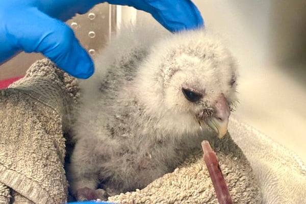 Naturally Sarasota Save Our Seabirds 