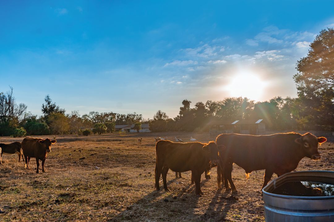A Sarasota Environmental Program Has Saved Miles of Open Space From Bulldozers