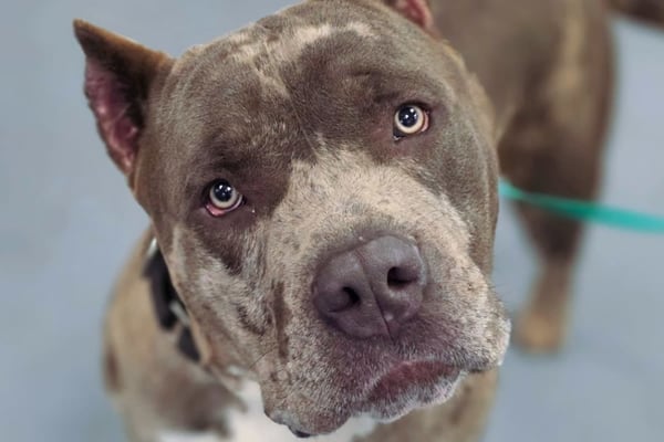 Be the One to Help Homeless Animals