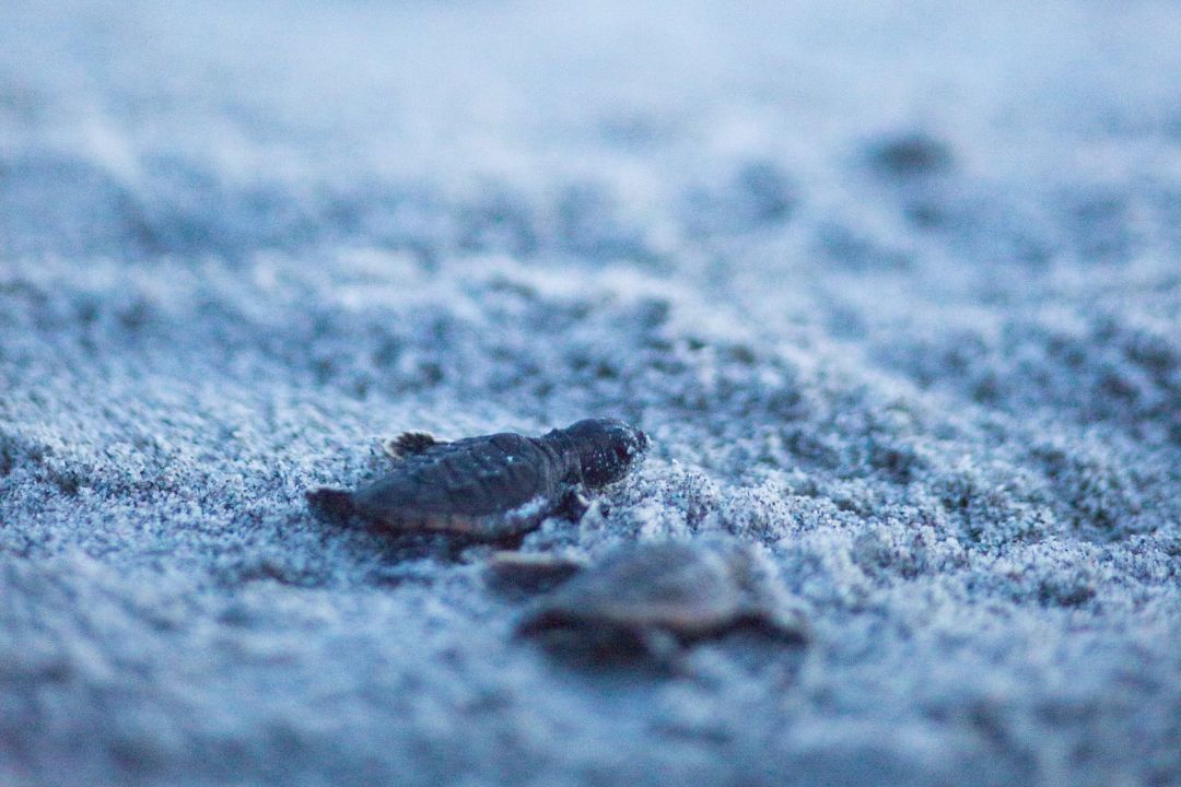 Mote Documents First Sea Turtle Nests of 2026 on Local Beaches