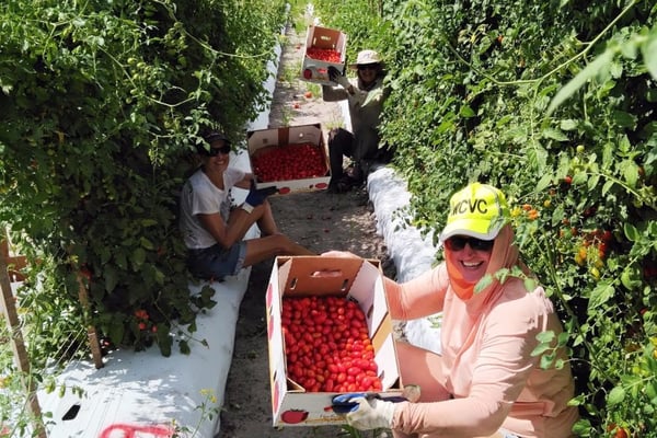 Sunshine Community Compost and Community Harvest SRQ Are Merging