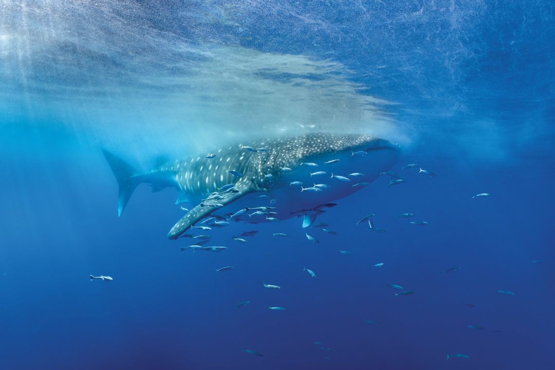 Award-Winning Wildlife Photographer Carlton Ward Jr. Returns to the Gulf