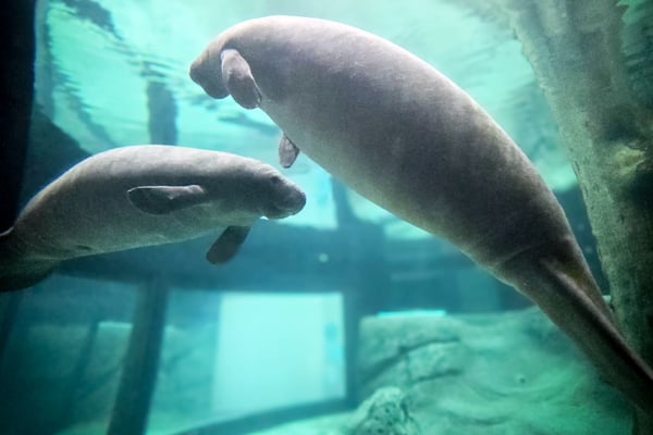 Bishop Museum Receives $450,000 Grant to Support Manatee Rehabilitation Work