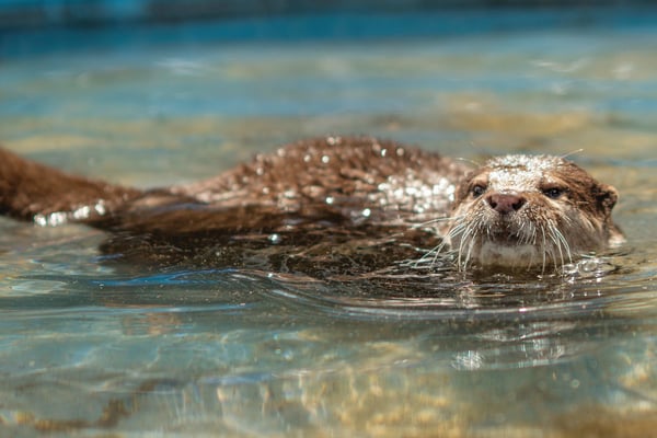 Meet Splash,  America’s Only Underwater  Recovery Otter 