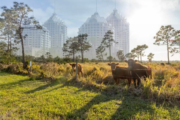 Sarasota County Sued Over Efforts to Block Live Local Projects
