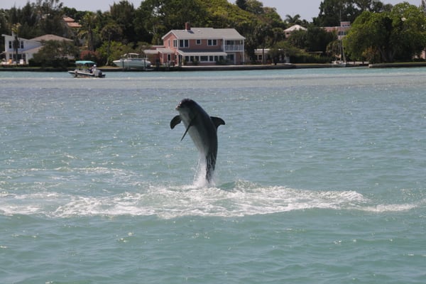 Nearly 18 Years After She Was Rescued From Siesta Key, Ginger the Bottlenose Dolphin Is Now a Grandmother